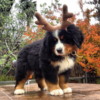 mountaindog65